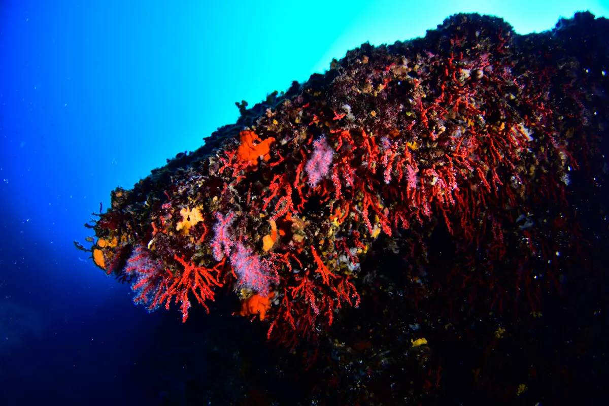 La Grotte à Corail